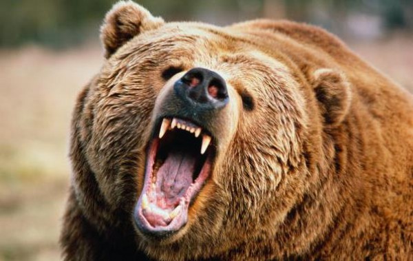 Камчатский медведь-людоед пойман