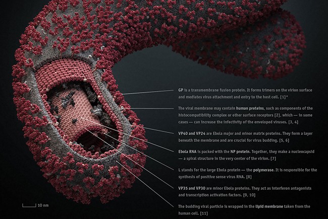Угроза проникновения вируса Эбола в Европу