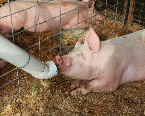 Почему ферм со свиньями становится все больше