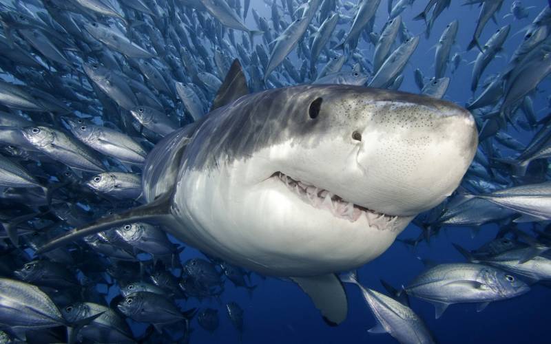 Что пропадает в желудке акулы?