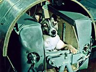 Почему в космос первые полетели собаки