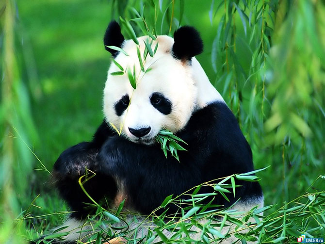 Уникальная панда